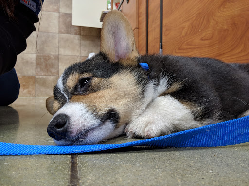 Pet Supply Store «PetSmart», reviews and photos, 160 Washington St #701, Rochester, NH 03839, USA