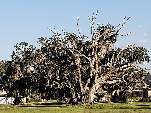 Golf Club «Oaks National Golf Club», reviews and photos, 1500 The Oaks Blvd, Kissimmee, FL 34746, USA