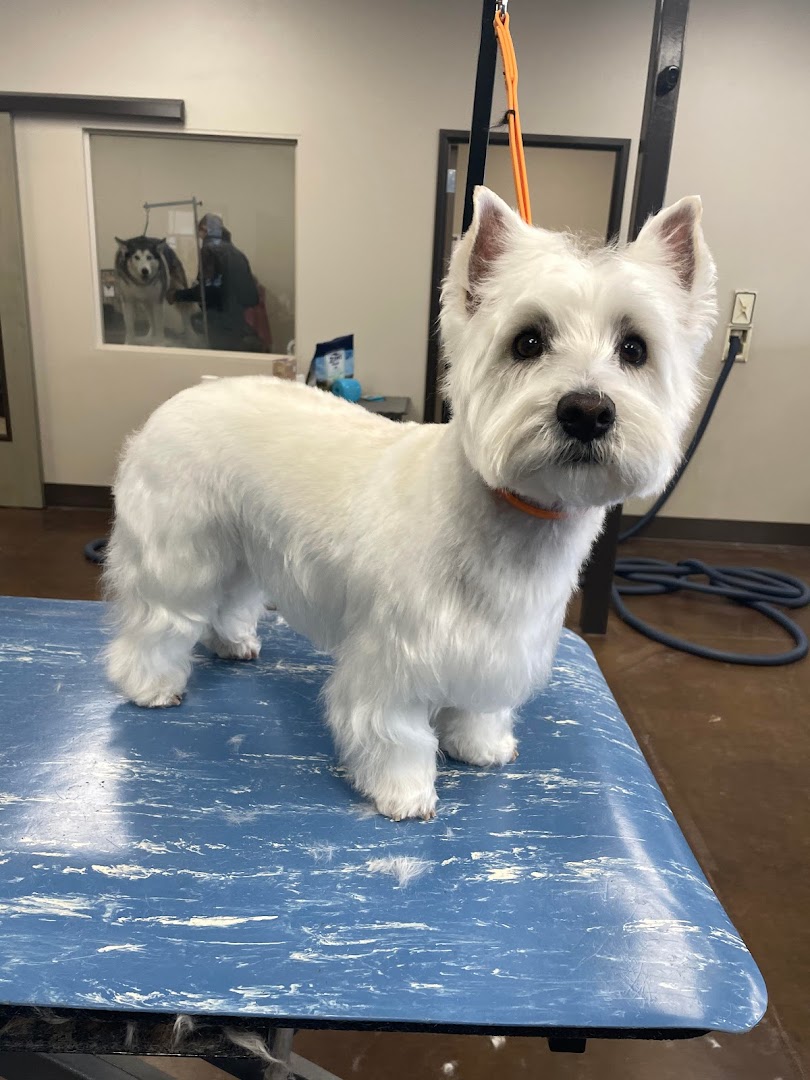 Holly's mutt cutts (dog groomer)