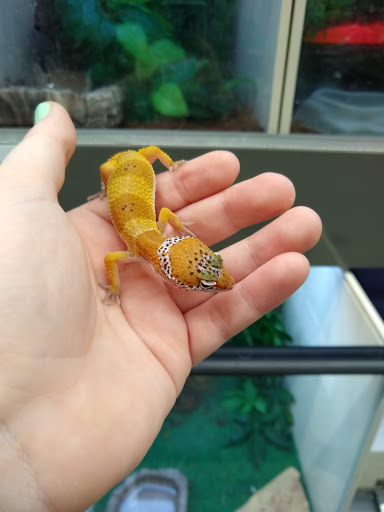 Pet Supply Store «Pet Supplies Plus», reviews and photos, 13360 W 87th St Pkwy, Lenexa, KS 66215, USA