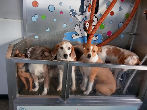 Pet Groomer «Belly scRubs Self Service Pet Wash», reviews and photos, 119 WV-34 #1, Hurricane, WV 25526, USA