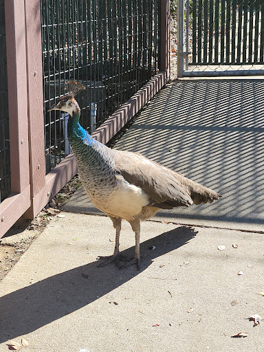 Wildlife Refuge «Folsom City Zoo Sanctuary», reviews and photos, 403 Stafford St, Folsom, CA 95630, USA