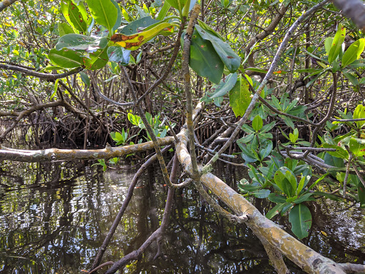 Nature Preserve «San Carlos Bay - Bunche Beach Preserve», reviews and photos, 18201 John Morris Rd, Fort Myers, FL 33908, USA