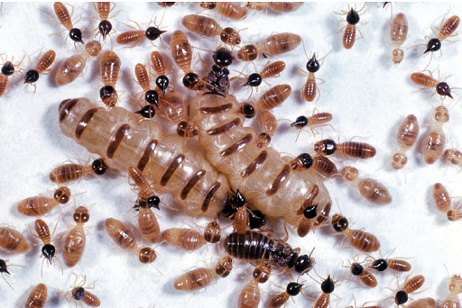 Pest control Surrey | Ants ,Bed Bugs,Rat ,Cockroach,Mice Exterminator,Disinfection,sanitization