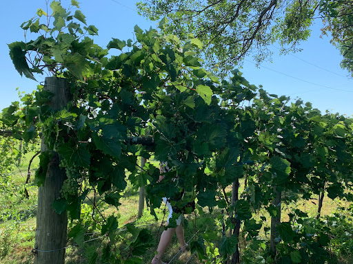 Winery «4e Winery», reviews and photos, 3766 156th Ave SE, Mapleton, ND 58059, USA