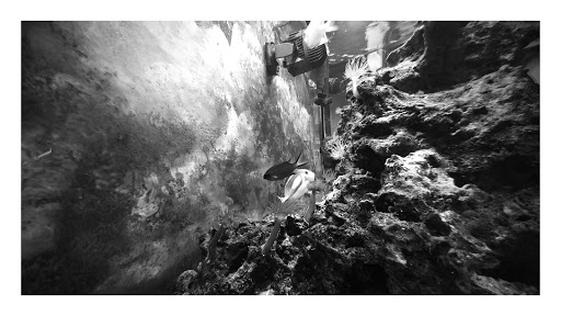 Pet Store «The Pet Works», reviews and photos, 240 14th St, Astoria, OR 97103, USA