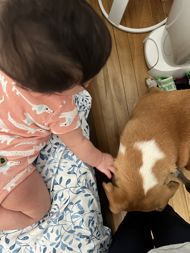 Pet Supply Store «Petco Animal Supplies», reviews and photos, 2277 Ford Pkwy, St Paul, MN 55116, USA