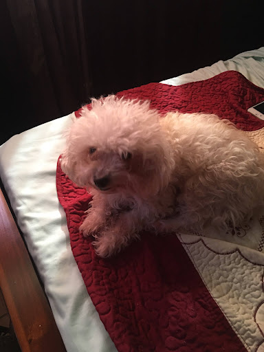 Surfside Animal Hospital image