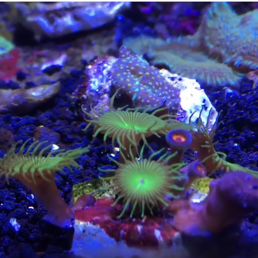 Tropical Fish Store «Best Aquarium Service NYC, Inc.», reviews and photos, 20 E 46th St, New York, NY 10017, USA