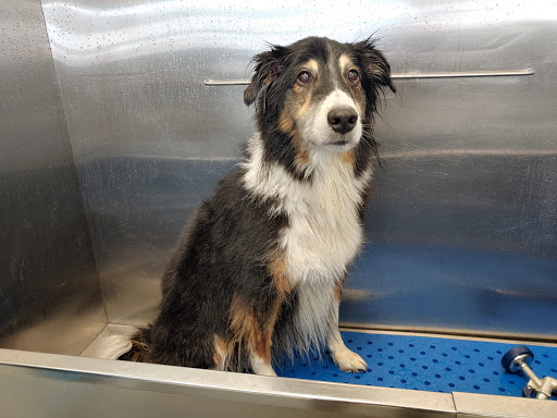 Pet Store «Dog Wash Etc», reviews and photos, 1037 Forest Ave, Portland, ME 04103, USA