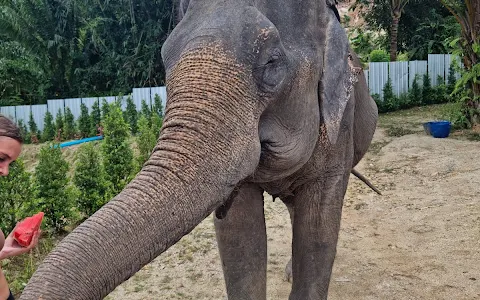 Elephant Jungle Sanctuary Phuket (Bang Tao Branch) image