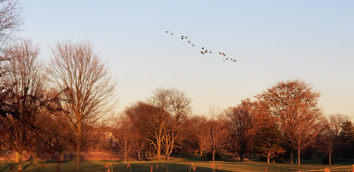 Public Golf Course «Apple Orchard Golf Course», reviews and photos, 692 W Stearns Rd, Bartlett, IL 60103, USA