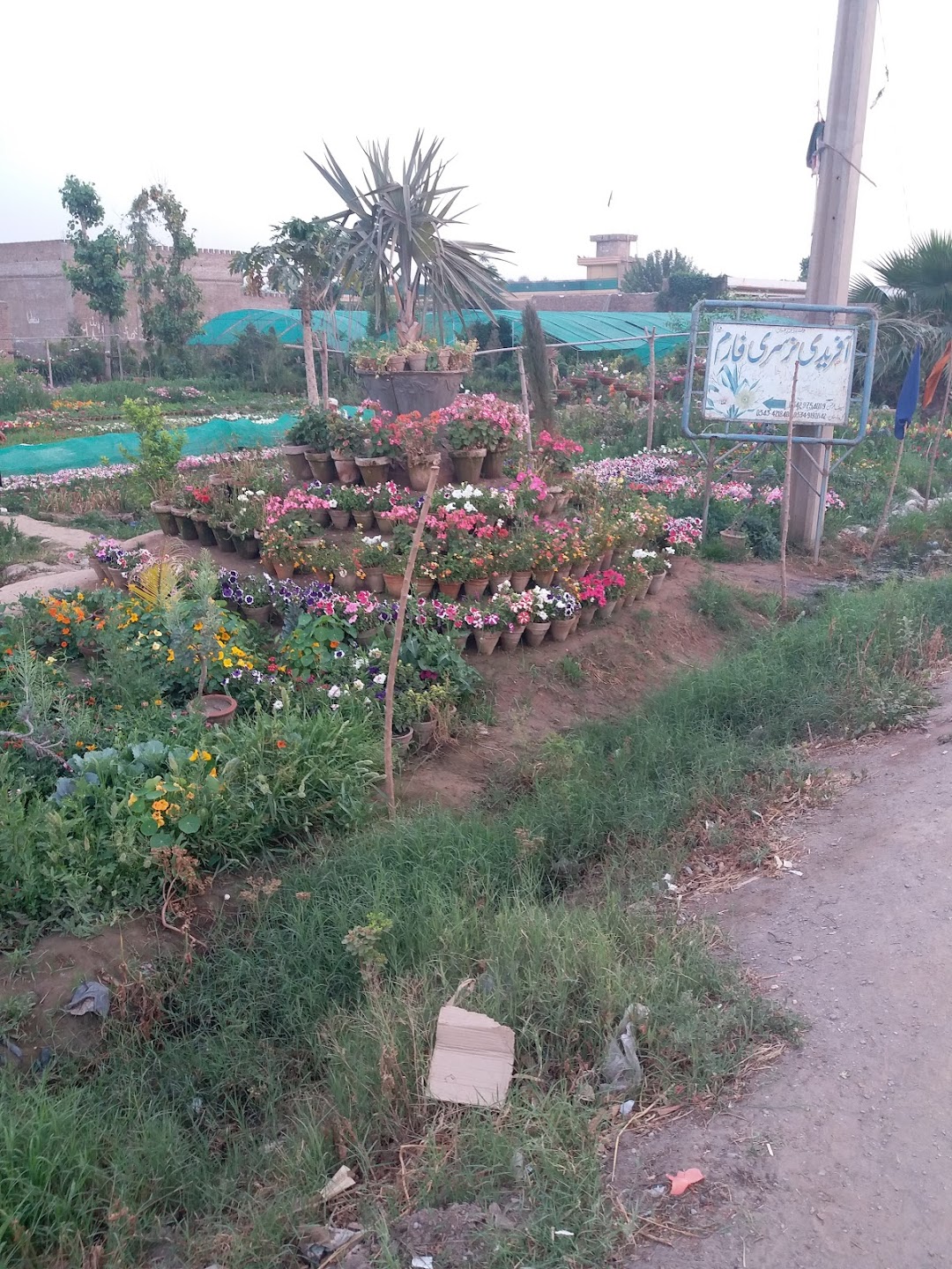 Afridi Nursery Farm