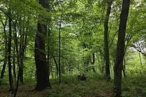 Holosiivskyi National Natural Park image