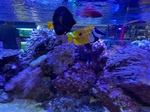 Pet Store «Corals and Fins», reviews and photos, 5011 W Hillsborough Ave, Tampa, FL 33634, USA