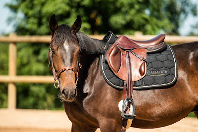 Cadance Sports Equestres à Requista