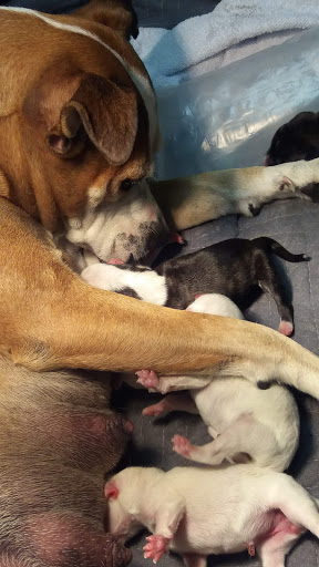 Home Improvement Store «Tractor Supply Co.», reviews and photos, 2375 Pleasant St, Noblesville, IN 46060, USA