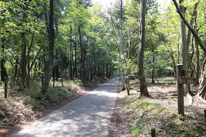 Forest Walk Path image