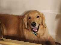 Stief Family Pet Sitting - Photo 6 - Car repair in , Lancaster