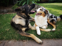 K9 Coach NC - Photo 7 - Car repair in Wilmington, NC, Wilmington