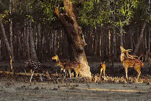 Book My Sundarban Trip image