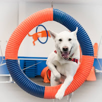 Zoom Room Dog Training - Photo 8 - Car repair in Virginia Beach, VA, Virginia Beach