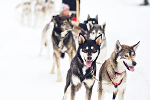 Erä-Susi Huskies image