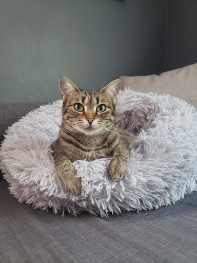 Pet Supply Store «PetSmart», reviews and photos, 320 W Town Square Way, Oak Creek, WI 53154, USA