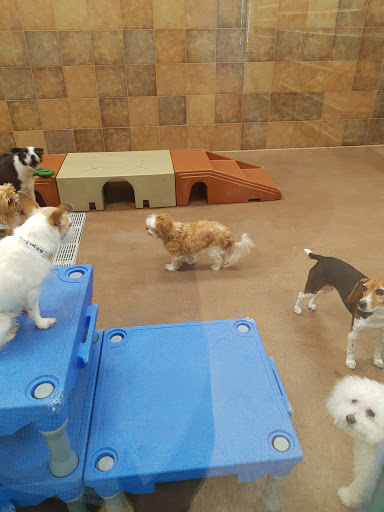 Pet Supply Store «PetSmart», reviews and photos, 4300 E Alameda Ave, Glendale, CO 80246, USA