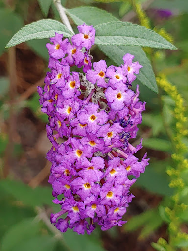 Botanical Garden «Beech Creek Botanical Garden & Nature Preserve», reviews and photos, 11929 Beech St NE, Alliance, OH 44601, USA