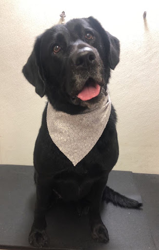 Pet Supply Store «Animal House Grooming & Quality», reviews and photos, 229 W Absecon Blvd, Absecon, NJ 08201, USA