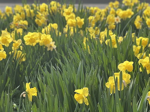 Orchard «The Orchard Shop», reviews and photos, 311 W St Joseph St, Muncie, IN 47303, USA