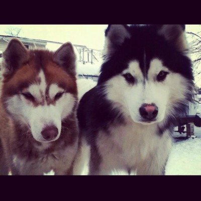 Photo of Snow Drift Kennels