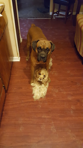 Pet Store «Just Puppies Inc», reviews and photos, 1028 York Rd, Towson, MD 21204, USA