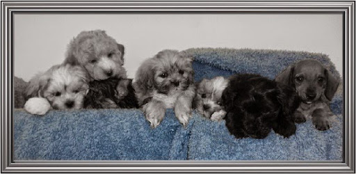 Pet Store «AA Ridgewood Kennels II», reviews and photos, 5401 Lincoln Hwy, Gap, PA 17527, USA