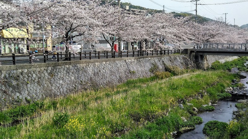 大蔵橋 桜並木