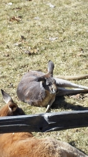 Zoo «Arctic Ring of Life», reviews and photos, 8450 W 10 Mile Rd, Royal Oak, MI 48067, USA