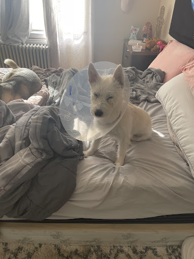 Pet Supply Store «Petco Animal Supplies», reviews and photos, 848 N Colony Rd c, Wallingford, CT 06492, USA