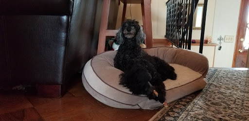 Pet Supply Store «Pet Supplies Plus», reviews and photos, 345 Willow Bend, Crystal, MN 55428, USA