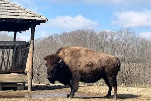 Bison at Hodge Park image