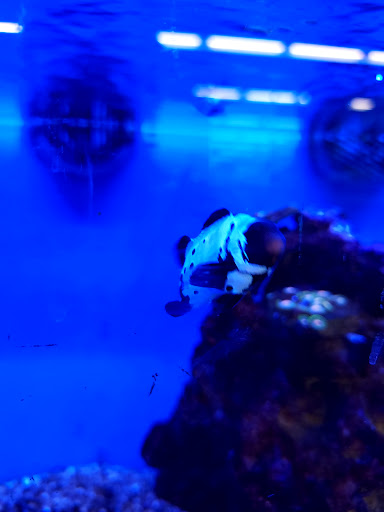 Pet Supply Store «Petco Animal Supplies», reviews and photos, 86 Storrs Rd, Mansfield Center, CT 06250, USA