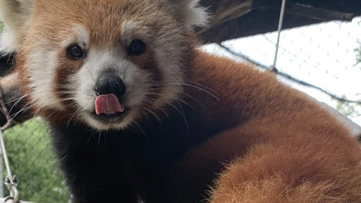 Zoo «Brandywine Zoo», reviews and photos, 1001 N Park Dr, Wilmington, DE 19802, USA