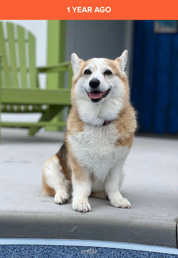 Town N Country Animal Hospital on Forestdale image