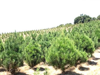 December Ranch Trees
