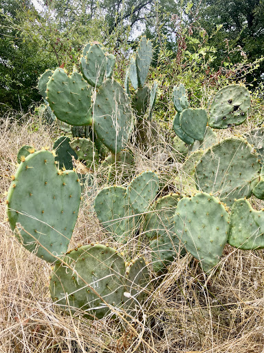 Golf Club «White Wing Golf Club», reviews and photos, 151 Dove Hollow Trail, Georgetown, TX 78633, USA
