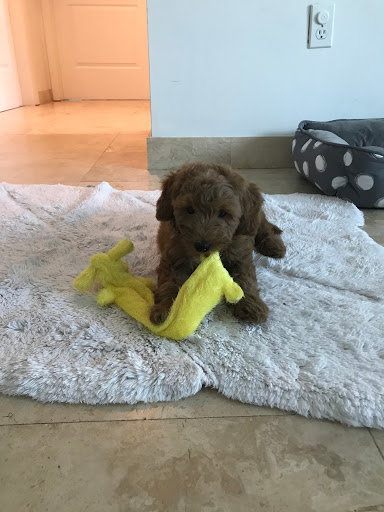 Pet Supply Store «Petco Animal Supplies», reviews and photos, 1121 5th St, Miami Beach, FL 33139, USA