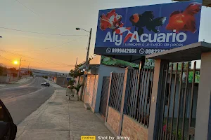 Aly-Acuario image