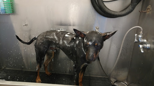 Pet Supply Store «Pet Supplies Plus», reviews and photos, 4024 Bethlehem Pike, Telford, PA 18969, USA