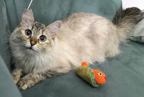 Little Critters Training and Care - Photo 6 - Car repair in Worcester, MA, Worcester