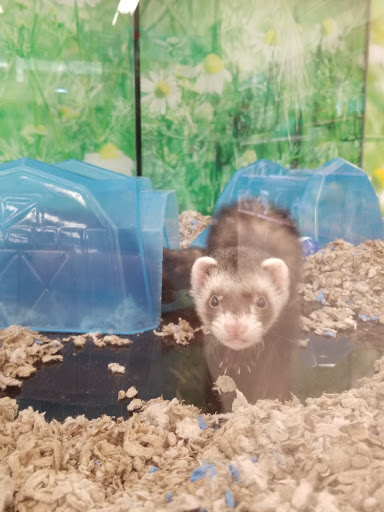 Pet Supply Store «Petco Animal Supplies», reviews and photos, 1624 Governors Square Blvd, Tallahassee, FL 32301, USA